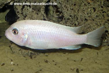 Pseudotropheus callainos white pearl